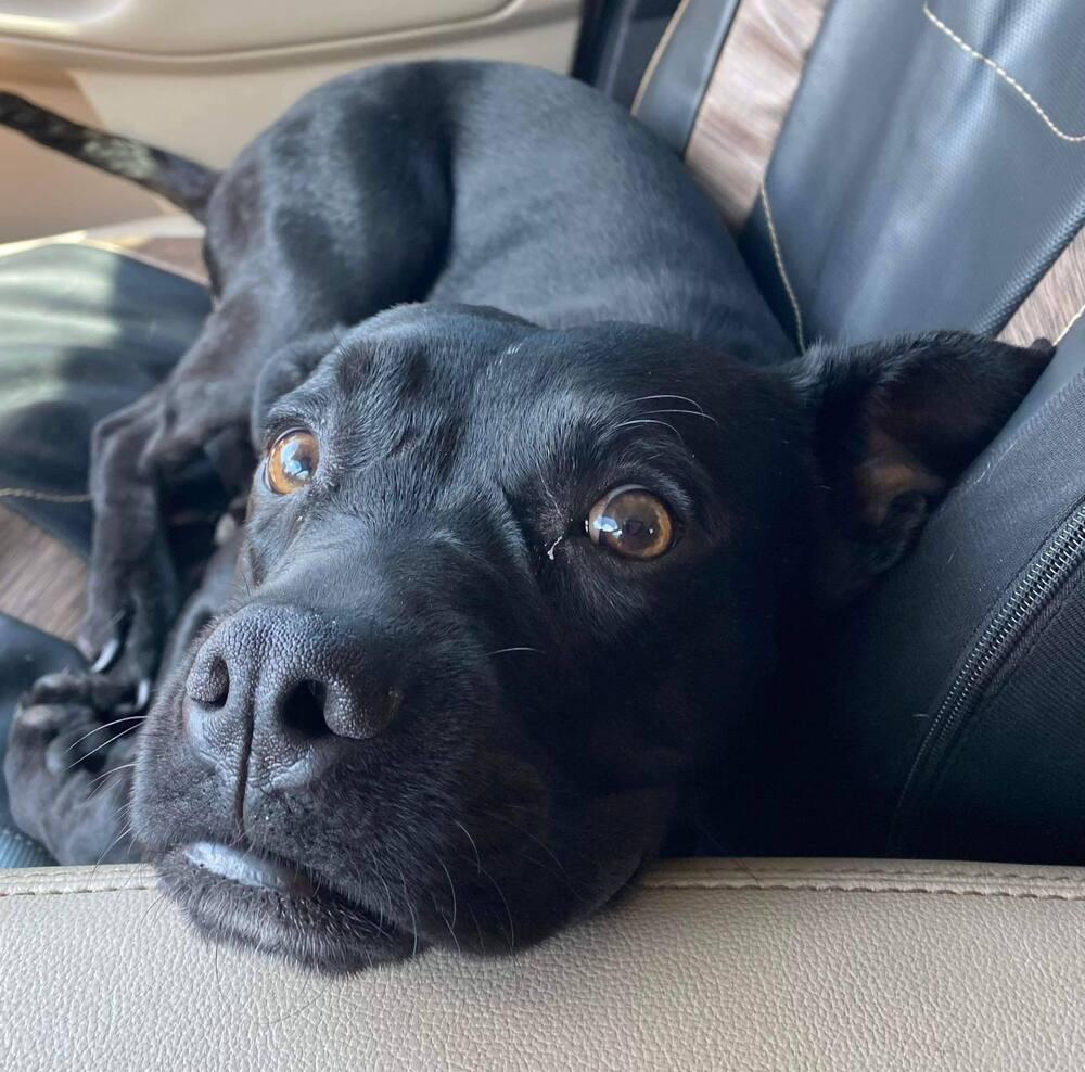 Quill, Adoptable, Young Male Labrador Retriever.