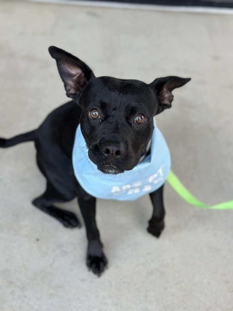 Enlarge Quill, a Adoptable Labrador Retriever in Milton, FL image 2/6