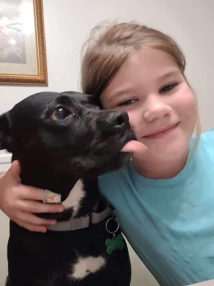 Enlarge Quill, a Adoptable Labrador Retriever in Milton, FL image 3/6