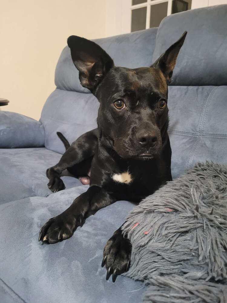 Enlarge Quill, a Adoptable Labrador Retriever in Milton, FL image 4/6