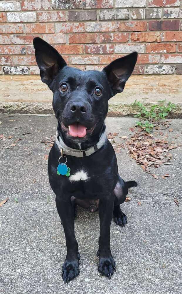 Enlarge Quill, a Adoptable Labrador Retriever in Milton, FL image 5/6
