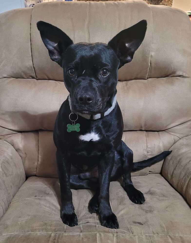 Enlarge Quill, a Adoptable Labrador Retriever in Milton, FL image 6/6