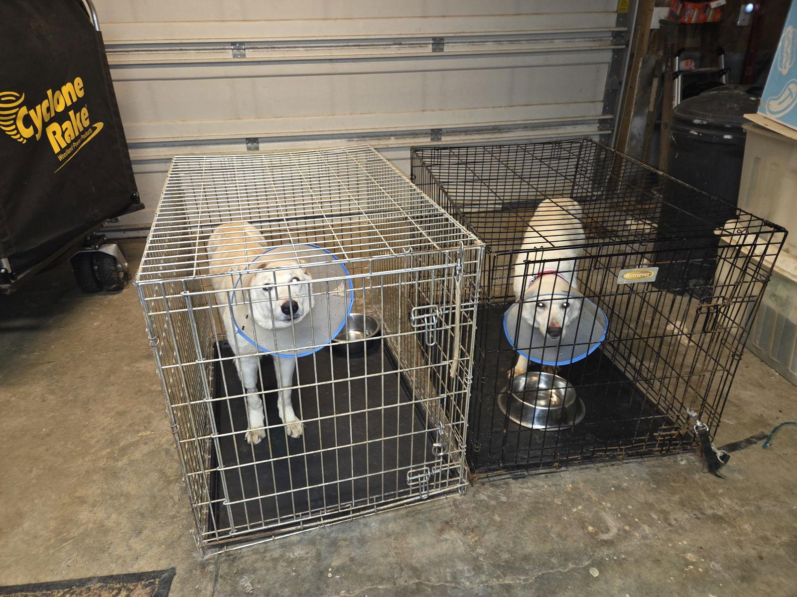 Dean 7262, Adoptable, Young Male German Shepherd Dog.