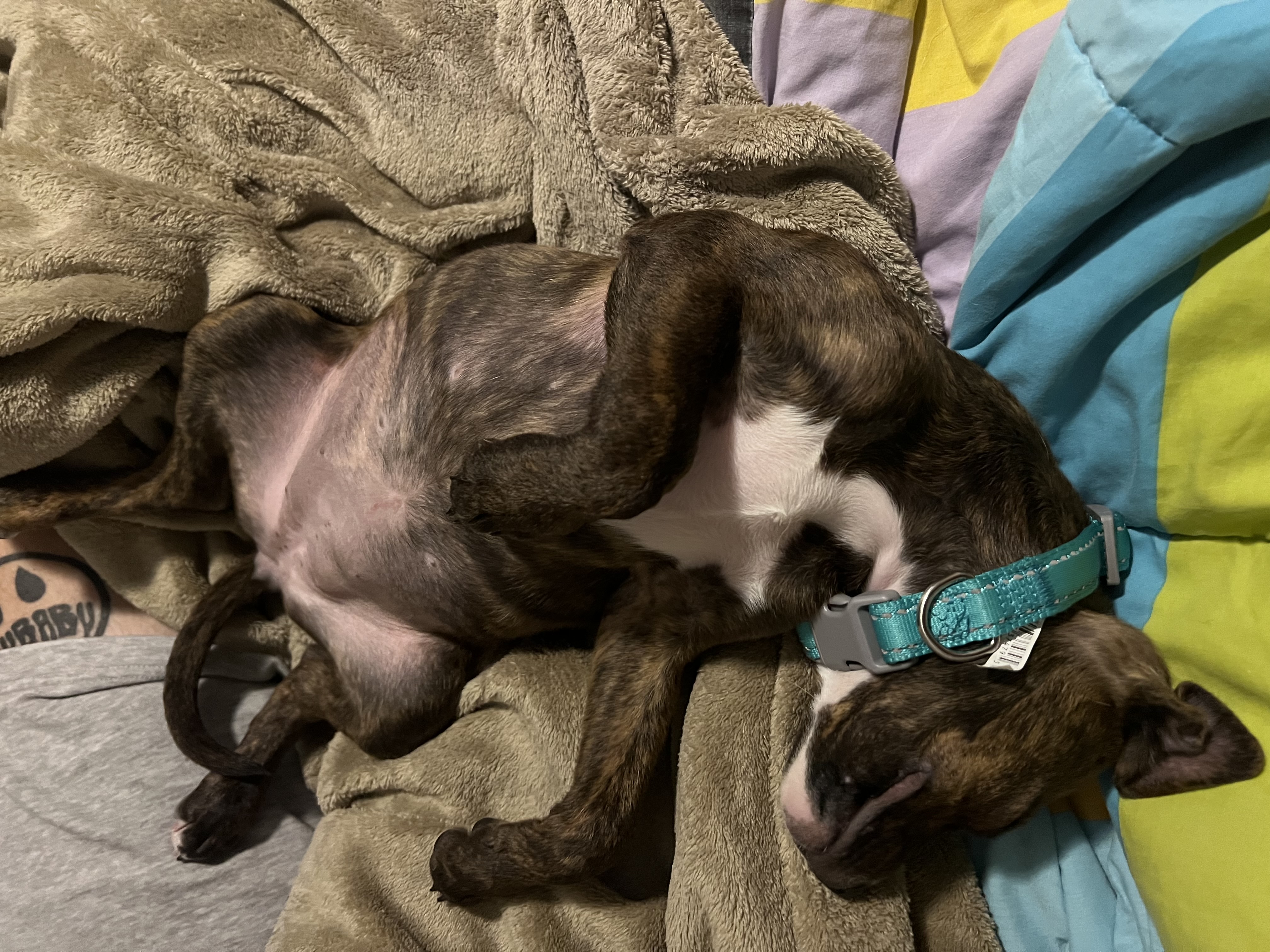 Enlarge Kelli, a Adopted Pit Bull Terrier in Chickamauga, GA image 4/6