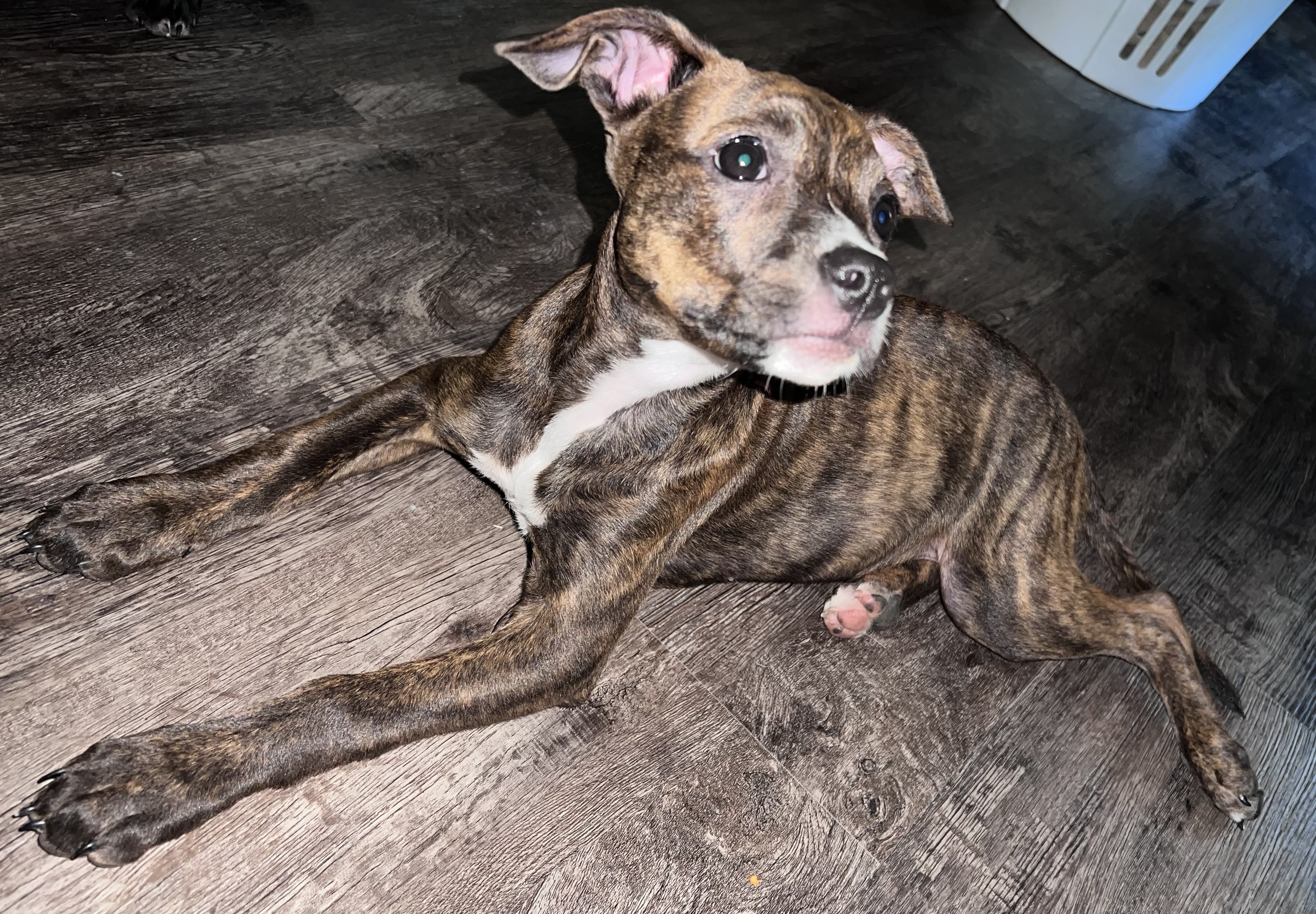 Kelli, Adopted, Puppy Female Pit Bull Terrier.