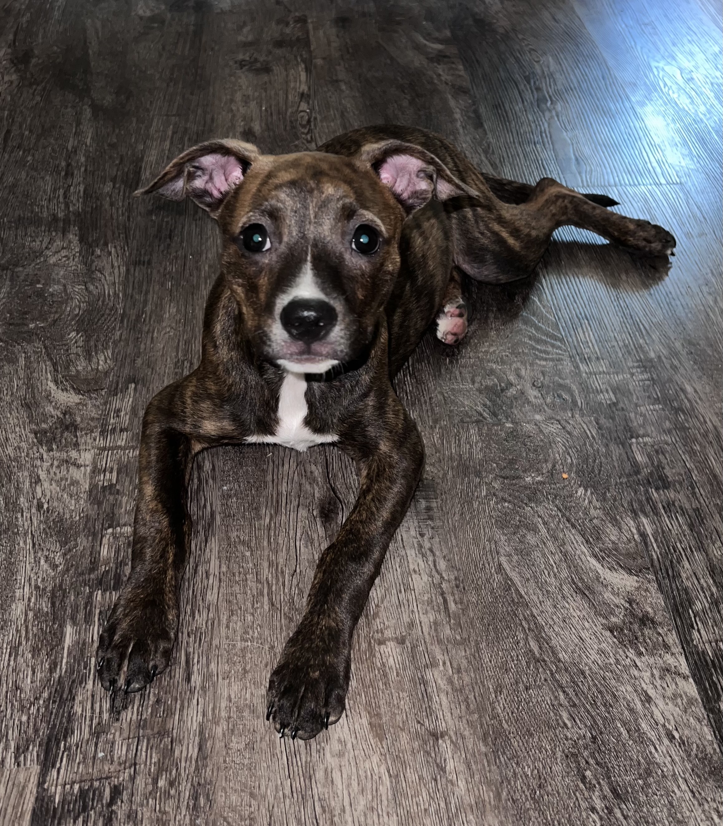 Enlarge Kelli, a Adopted Pit Bull Terrier in Chickamauga, GA image 3/6