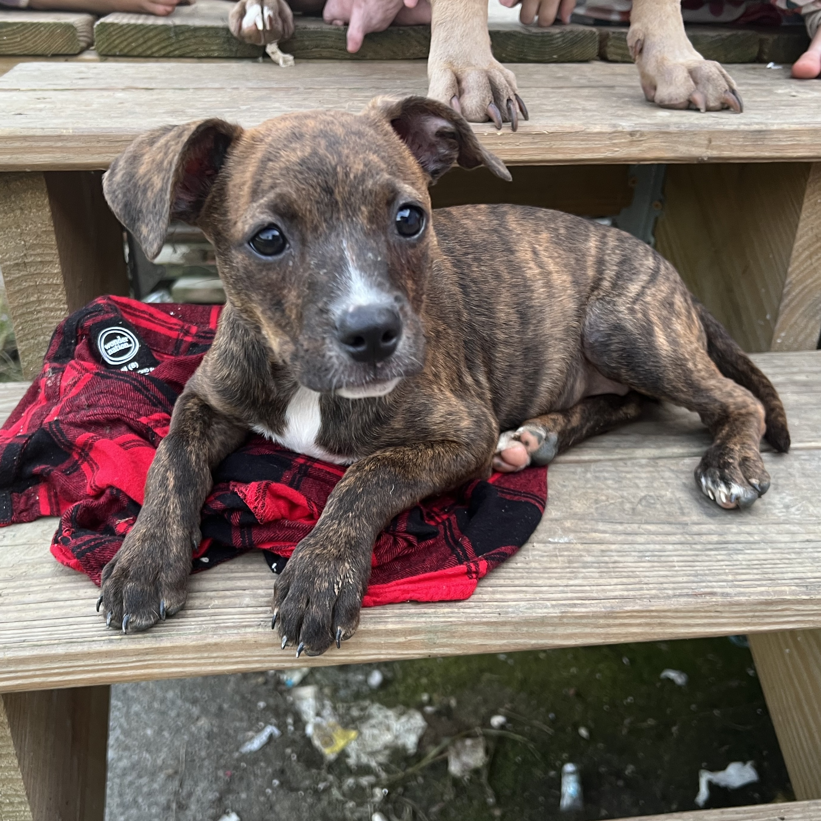 Enlarge Kelli, a Adopted Pit Bull Terrier in Chickamauga, GA image 6/6