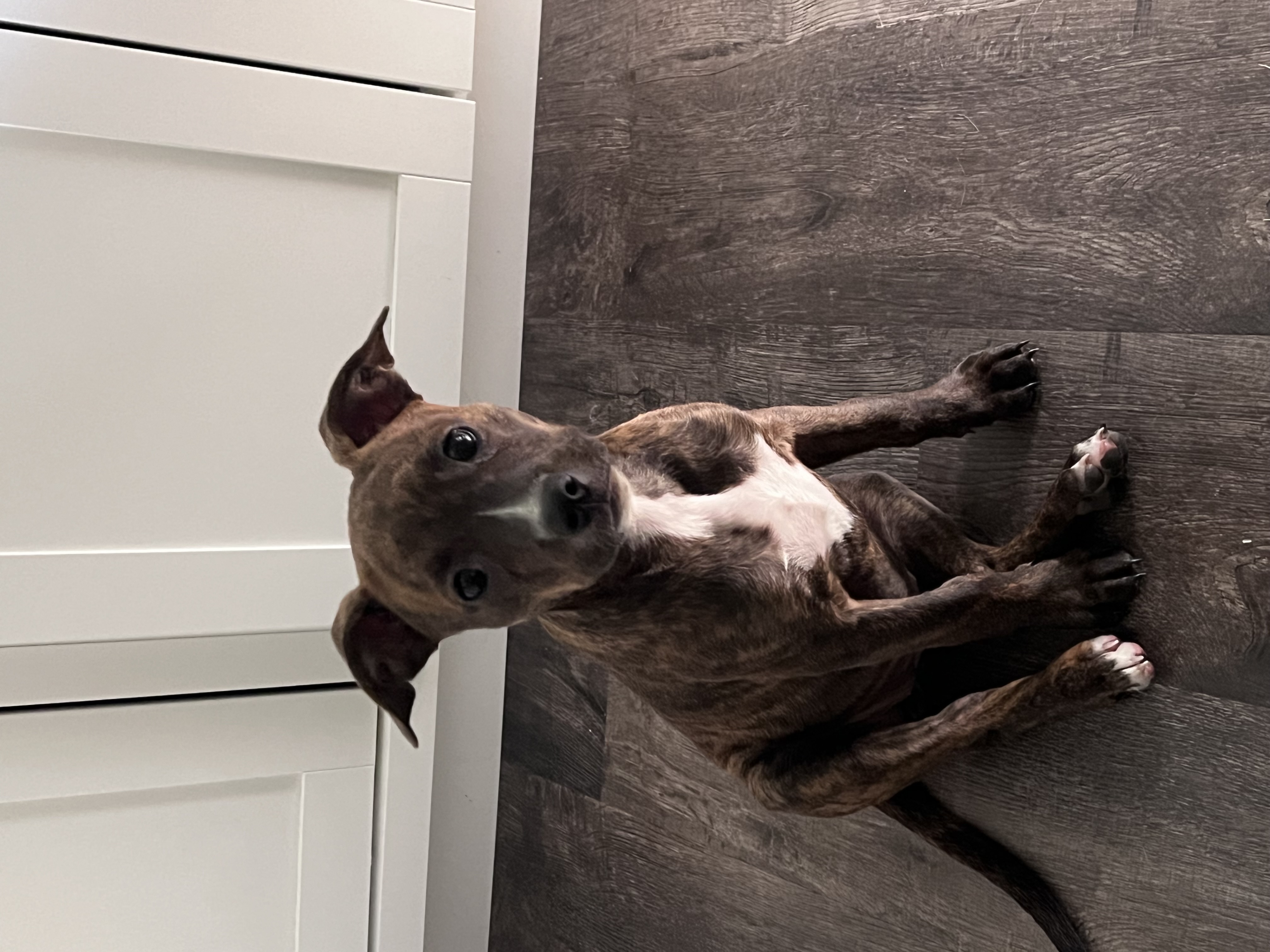 Enlarge Kelli, a Adopted Pit Bull Terrier in Chickamauga, GA image 5/6