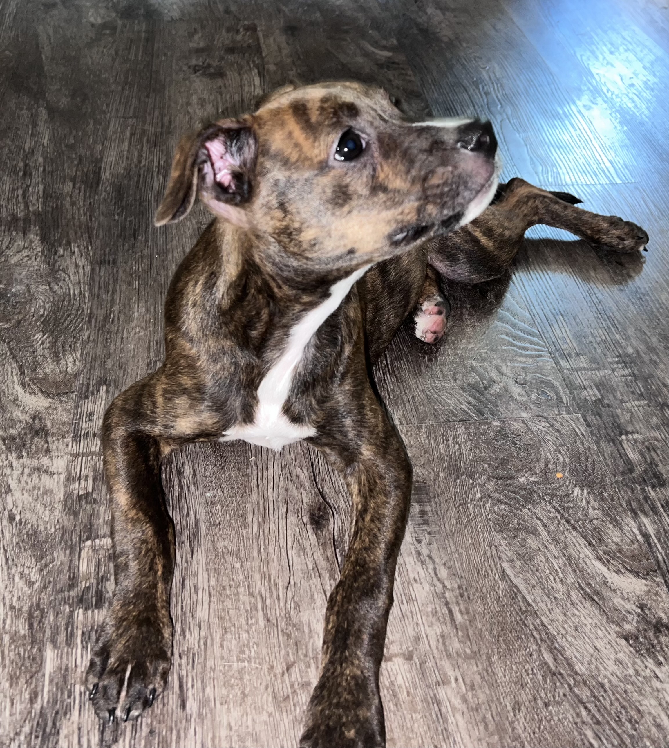 Enlarge Kelli, a Adopted Pit Bull Terrier in Chickamauga, GA image 2/6