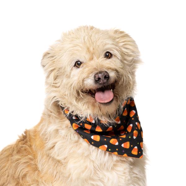 Luigi, Adoptable, Adult Male Terrier.