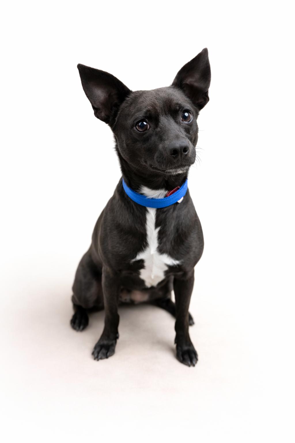 Enlarge Timmy, a Adopted mixed breed in Virginia Beach, VA image 1/3