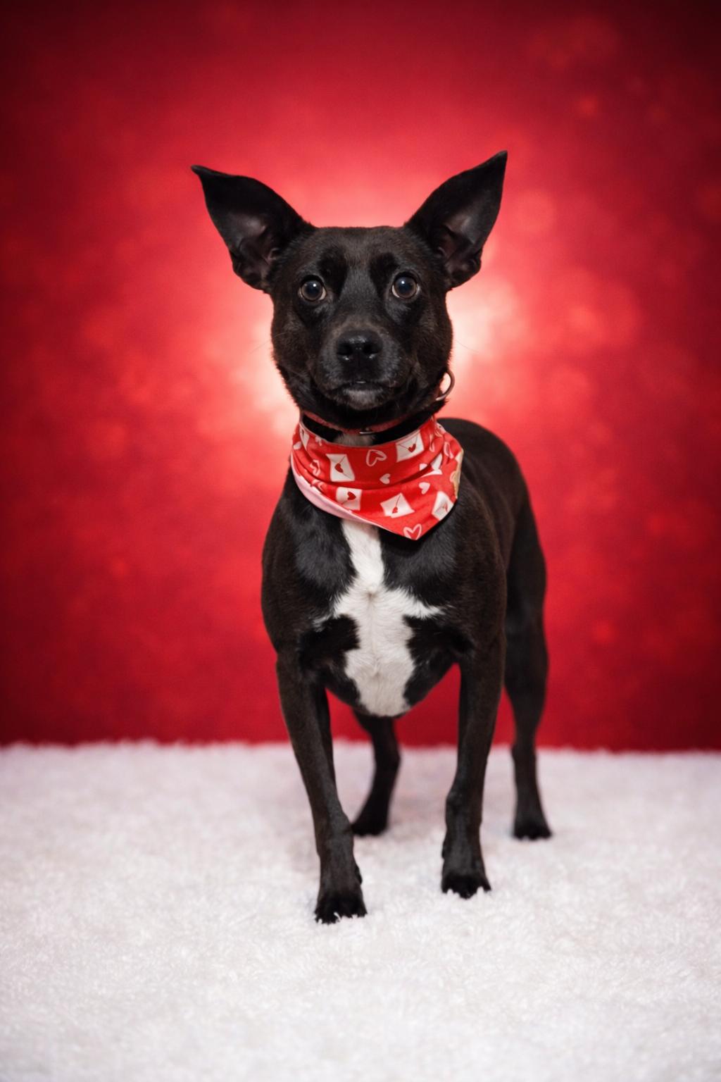 Enlarge Timmy, a Adopted mixed breed in Virginia Beach, VA image 2/3