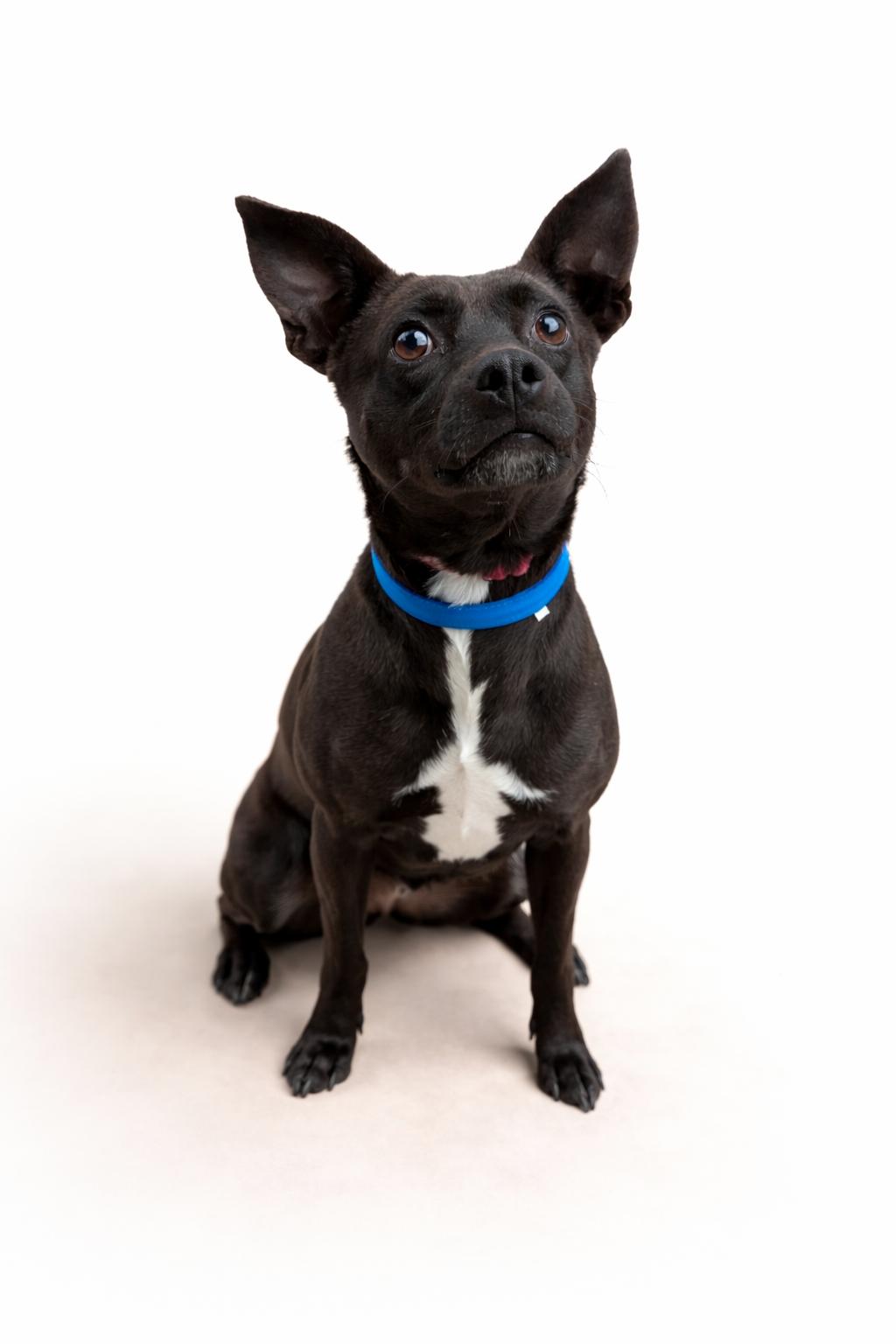 Enlarge Timmy, a Adopted mixed breed in Virginia Beach, VA image 3/3