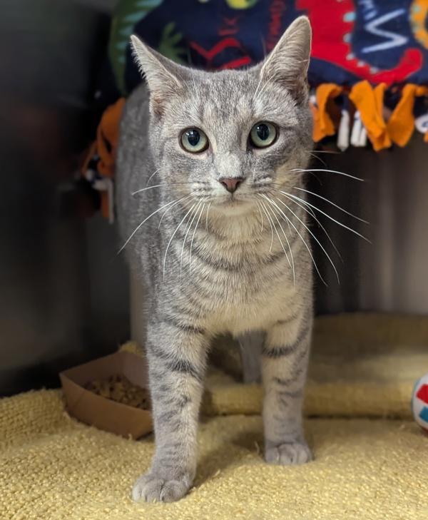 Kalamata Olive - FeLV+, Adoptable, Young Female Domestic Short Hair.