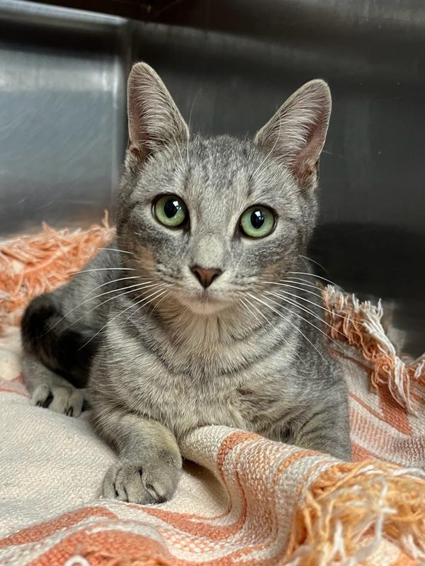 Enlarge Kalamata Olive - FeLV+, a Adoptable mixed breed in Richmond, VA image 3/3