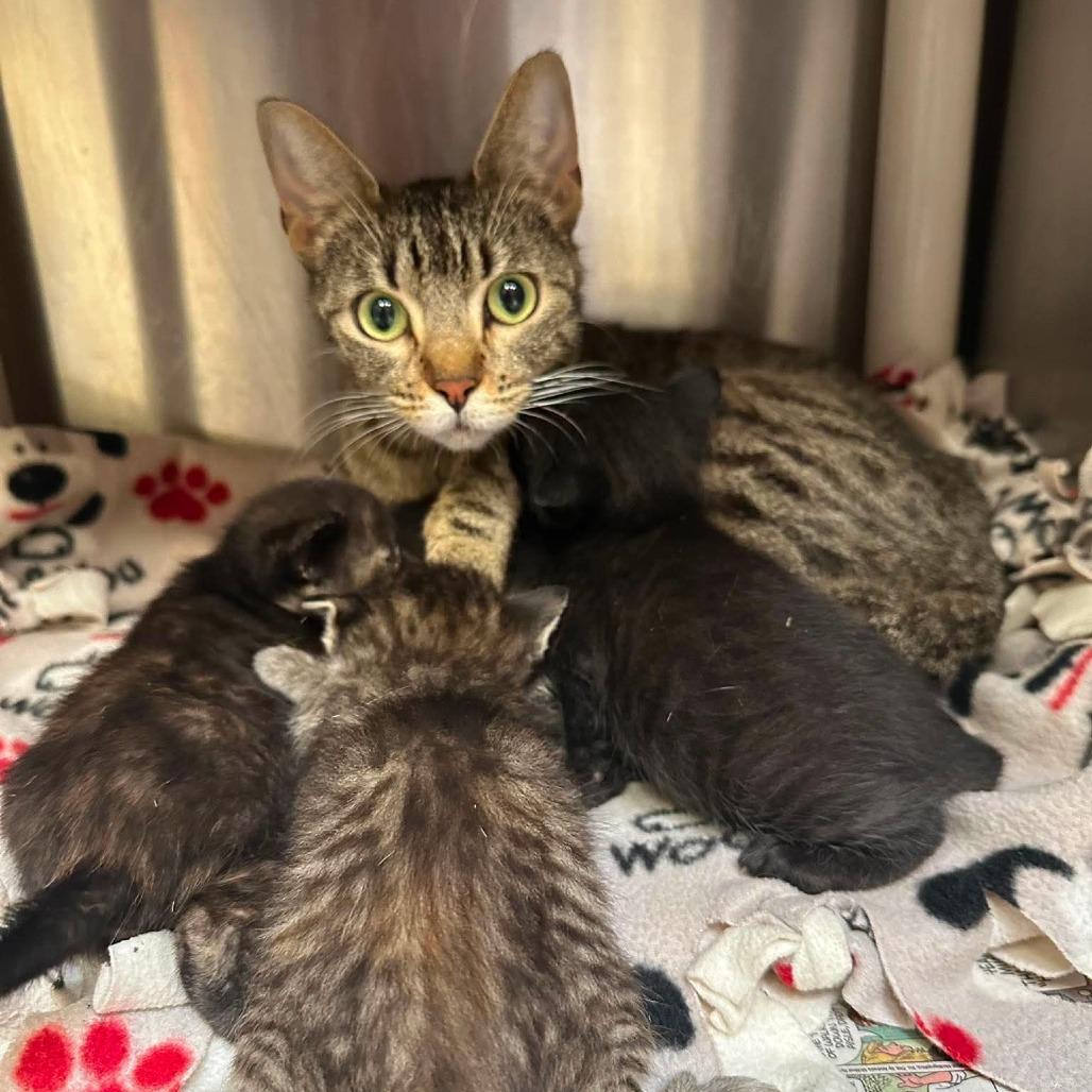 Enlarge Aurora C11764, a Adoptable Domestic Short Hair in Blaine, MN image 1/1