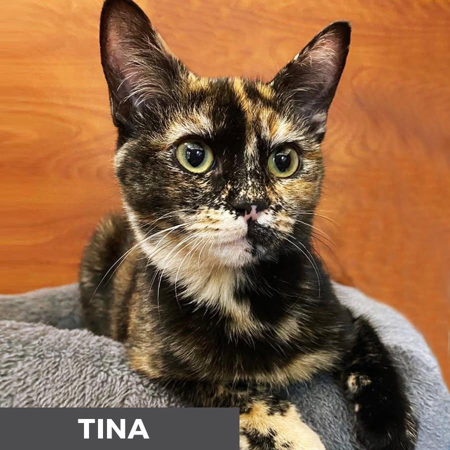 Enlarge Tina, a Adoptable Domestic Short Hair in Etobicoke, ON image 3/3