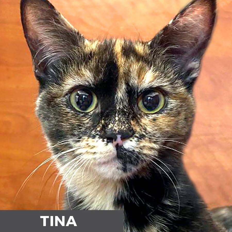 Enlarge Tina, a Adoptable Domestic Short Hair in Etobicoke, ON image 1/3
