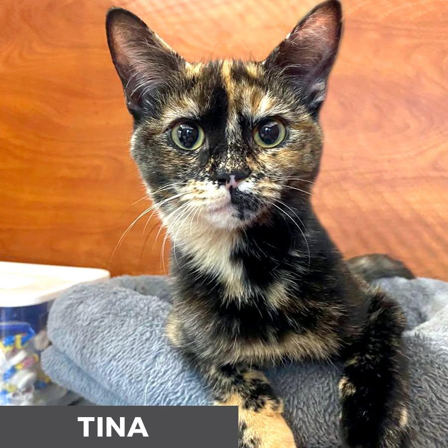 Enlarge Tina, a Adoptable Domestic Short Hair in Etobicoke, ON image 2/3