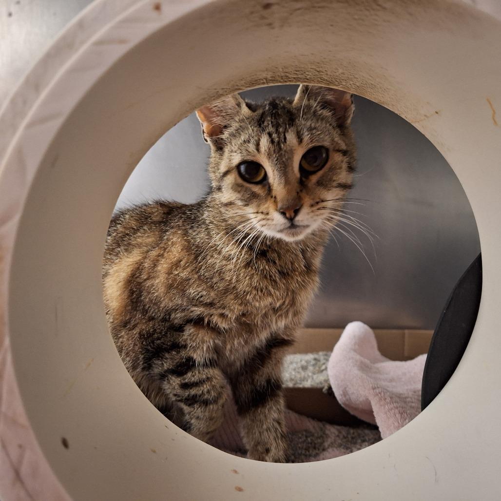 Sofia, Adoptable, Adult Female Domestic Short Hair.