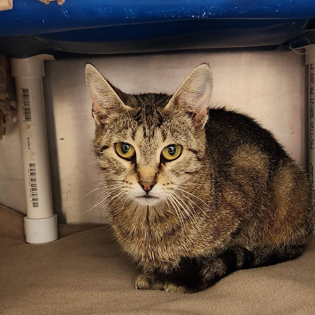 Enlarge Sofia, a Adoptable Domestic Short Hair in Delaware, OH image 2/2
