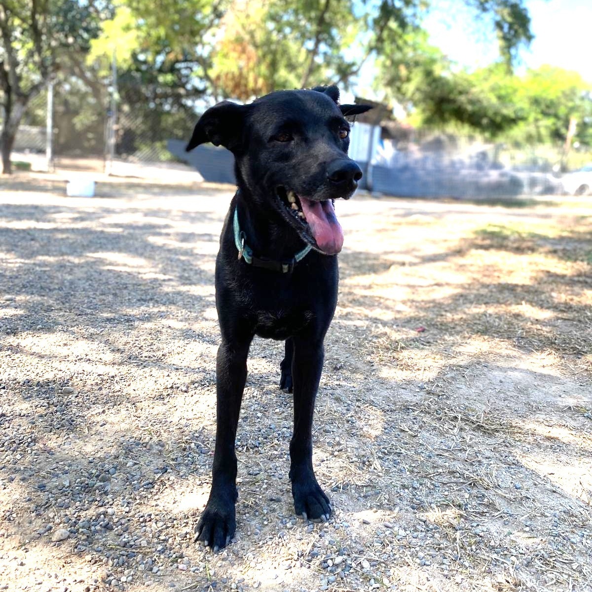 Valentina, Adoptable, Senior Female Doberman Pinscher & Terrier.