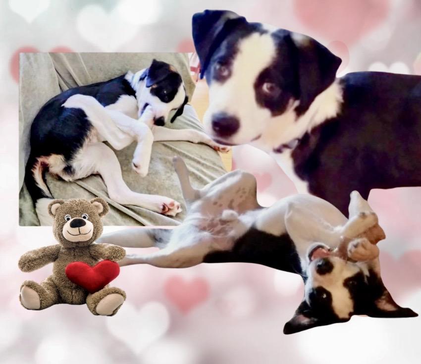 Xobo Courtesy Listing thumbnail 3