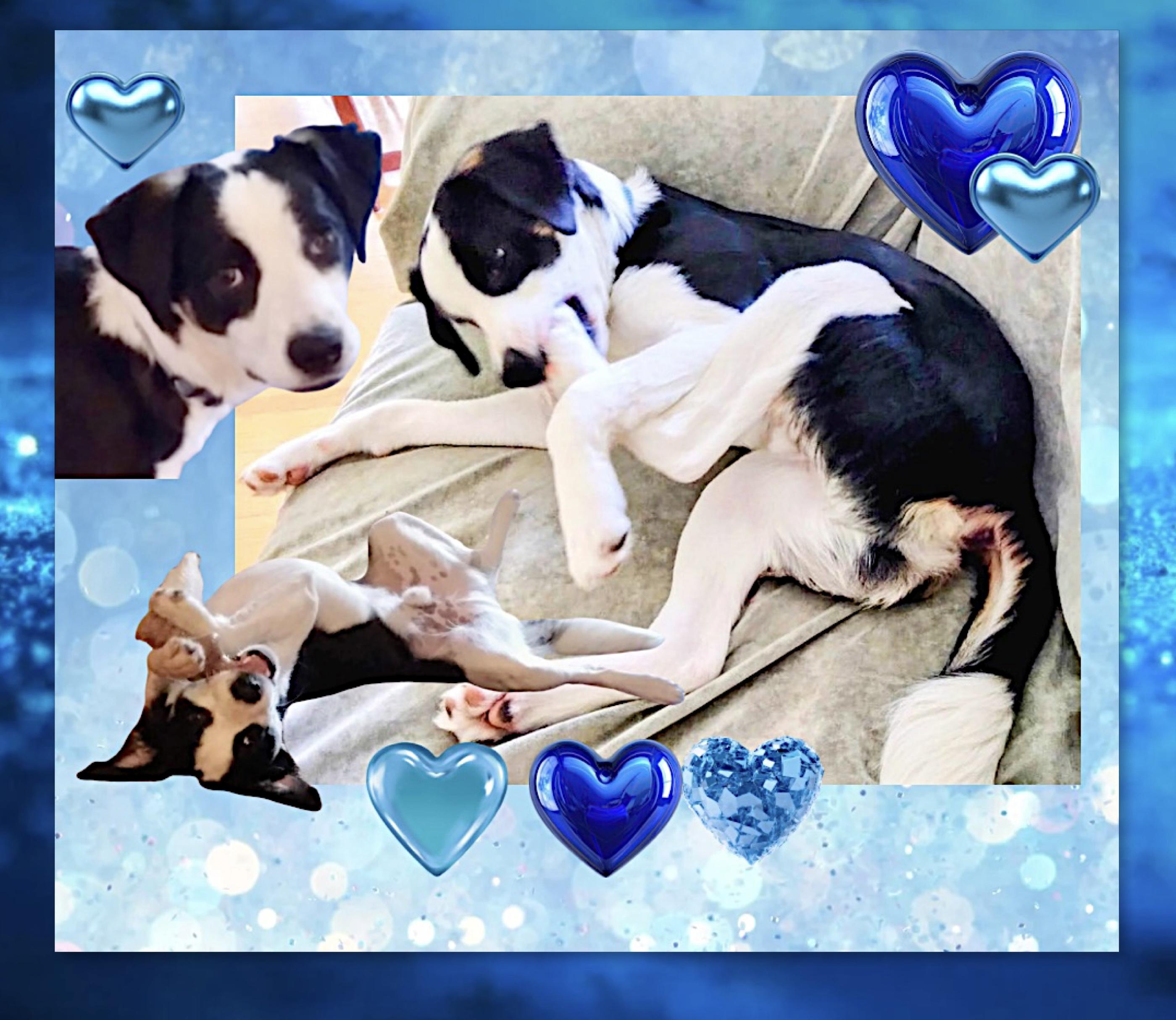 Xobo Courtesy Listing