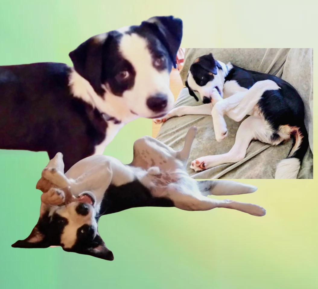 Xobo Courtesy Listing thumbnail 4