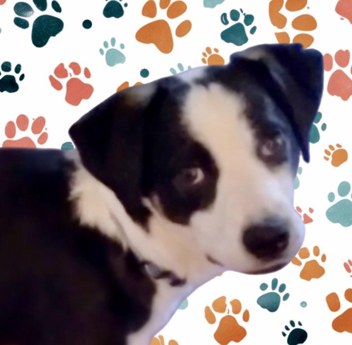 Xobo Courtesy Listing, ADOPTABLE, Adult Male Australian Shepherd & Miniature Poodle.