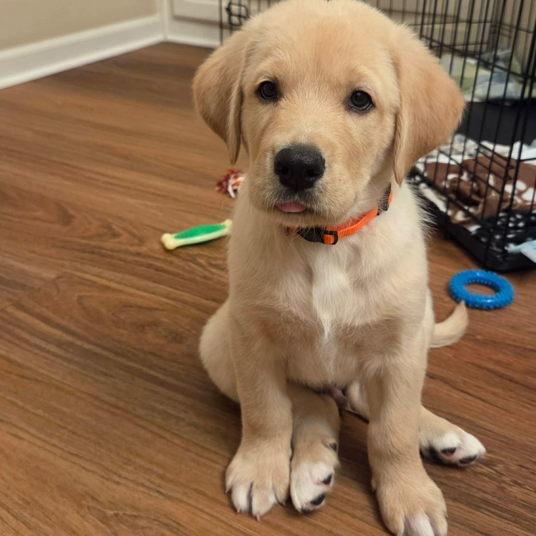 Enlarge Tahoe, a Adopted mixed breed in Cabot, AR image 1/1