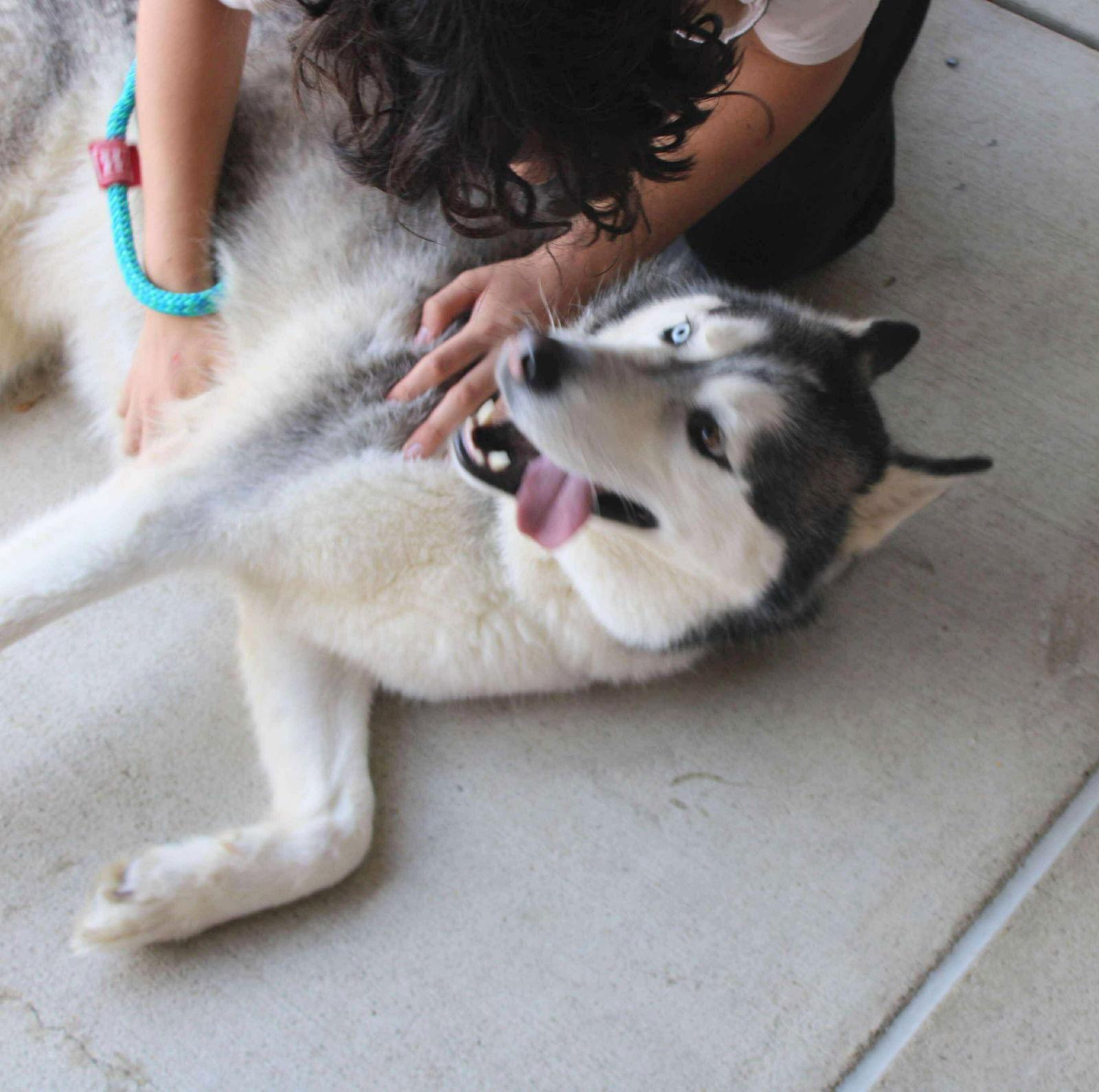 Enlarge Hachi, a Adoptable Siberian Husky in Holly Springs, NC image 1/3