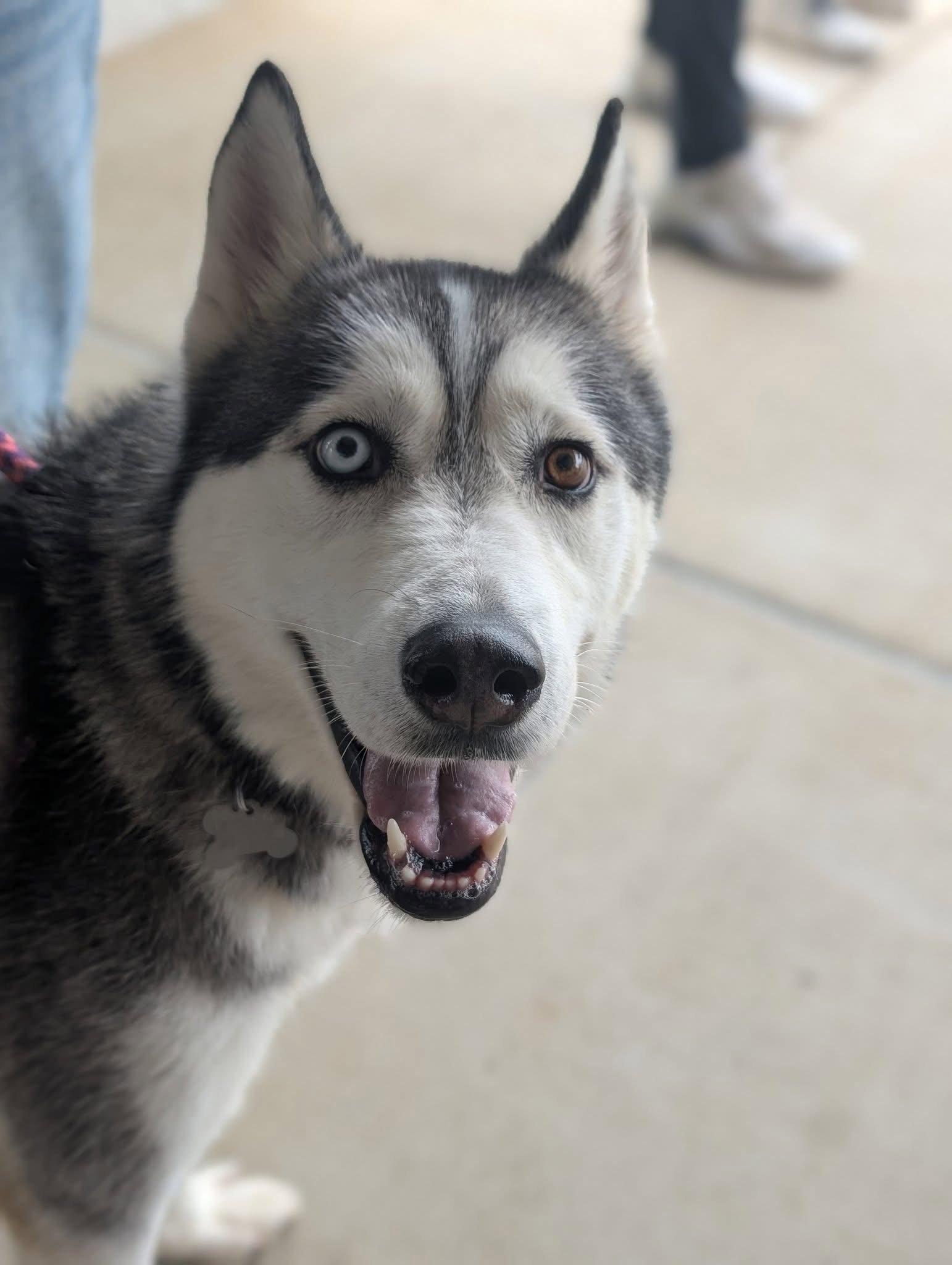 Enlarge Hachi, a Adoptable Siberian Husky in Holly Springs, NC image 2/3