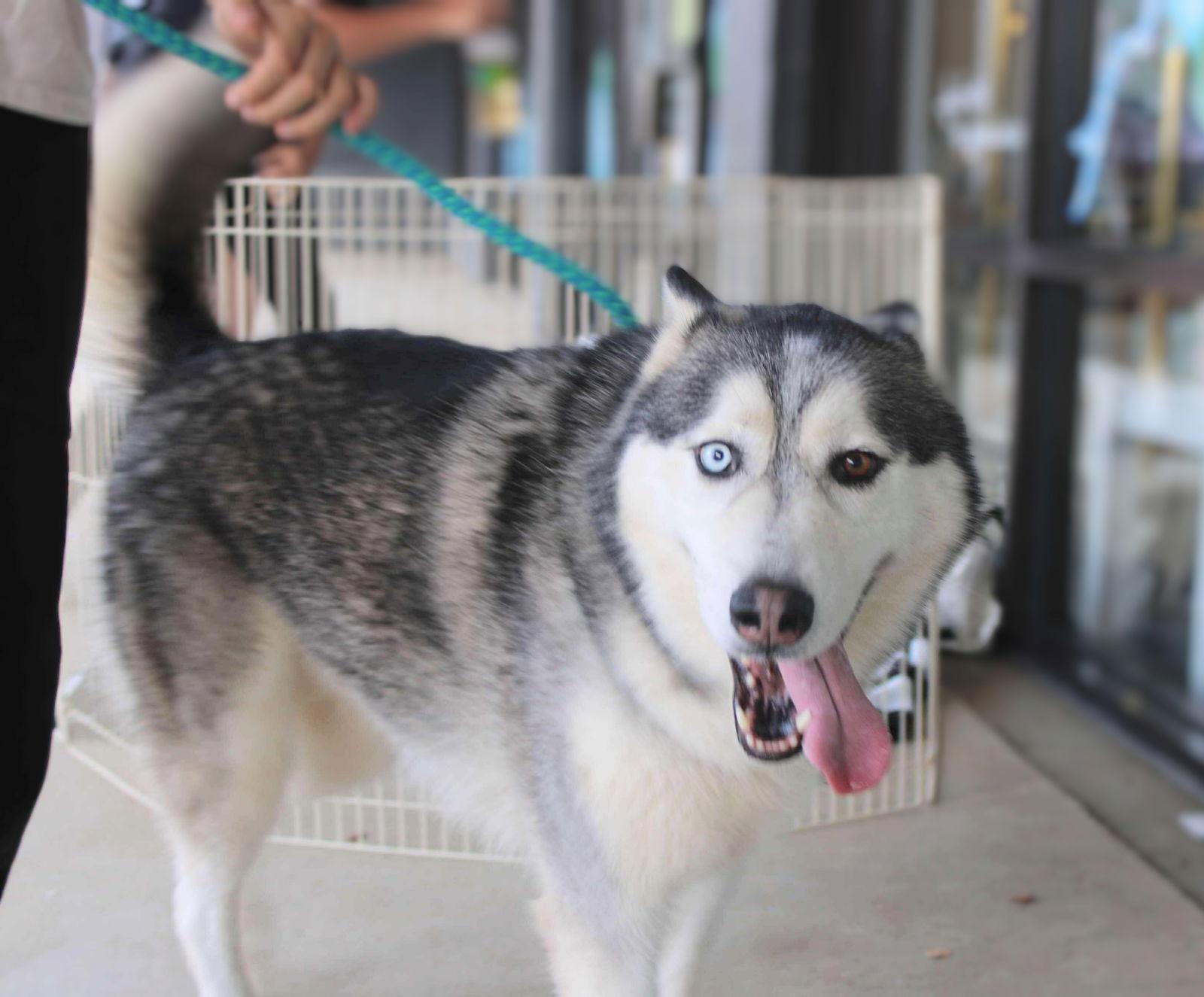 Enlarge Hachi, a Adoptable Siberian Husky in Holly Springs, NC image 3/3