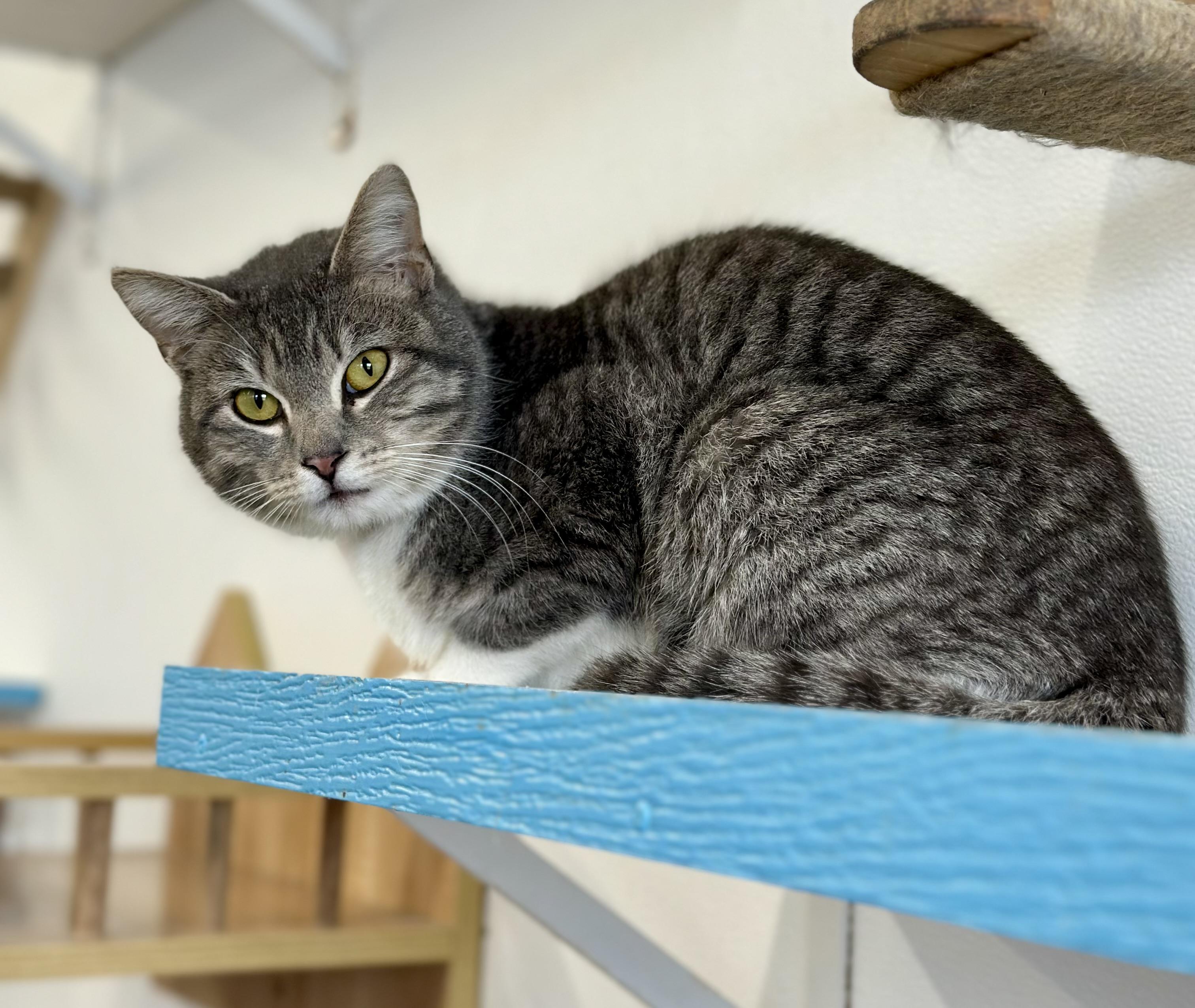 Enlarge Nevaeh , an adopted Domestic Short Hair in Faribault, MN image 2/2