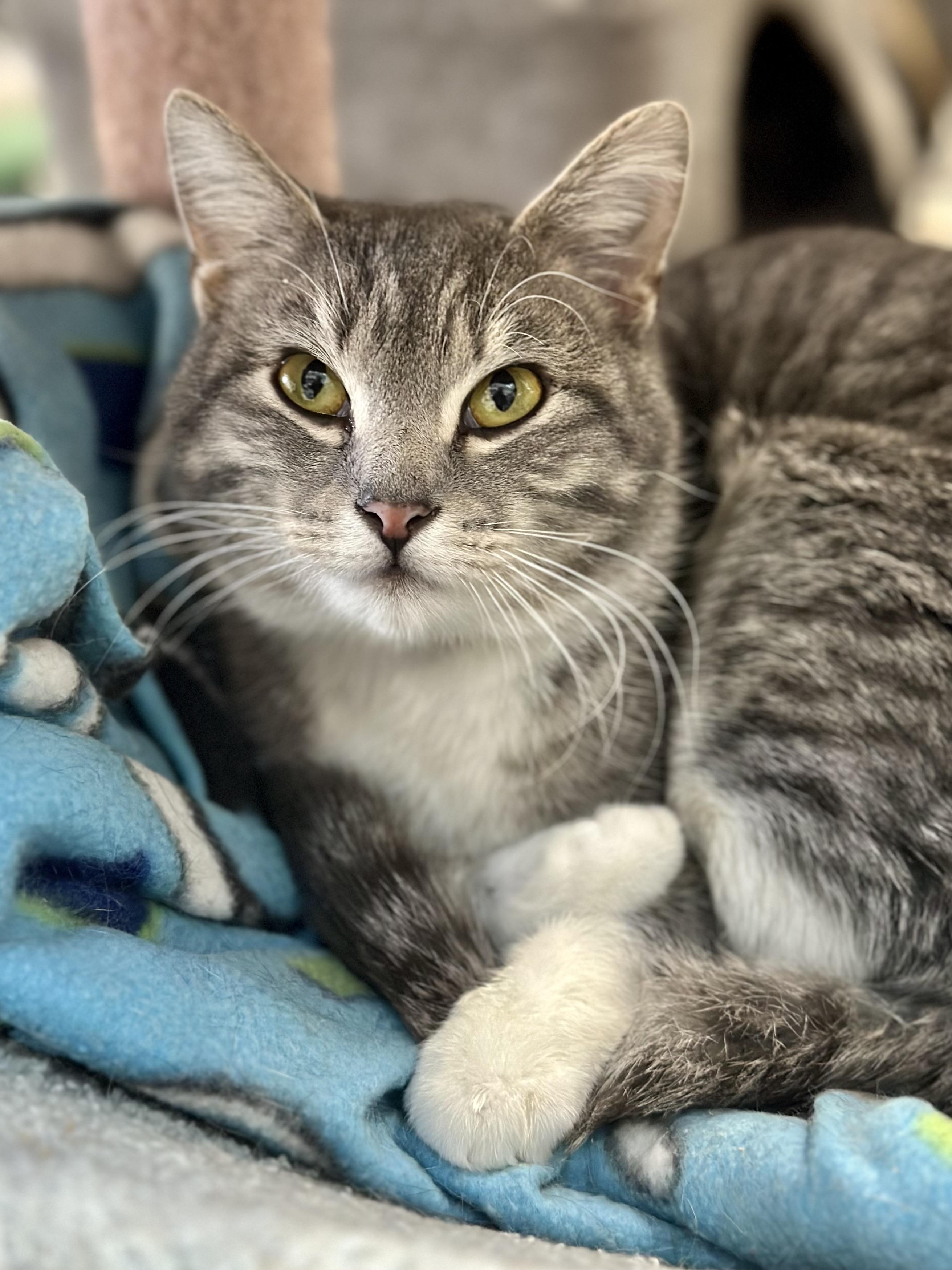 Nevaeh , adopted, Adult Female Domestic Short Hair.