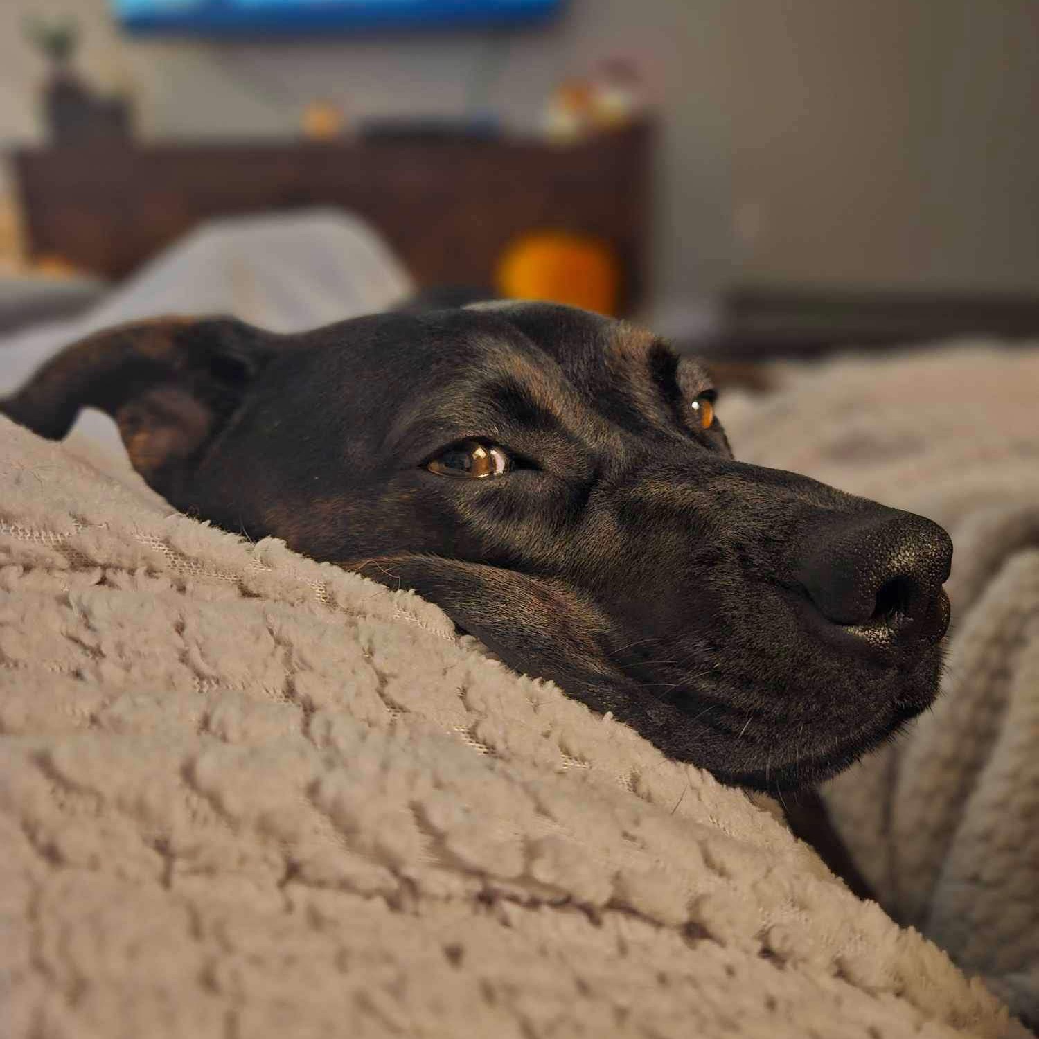 Dog for adoption Peach Cobbler in foster home, a Mixed Breed in