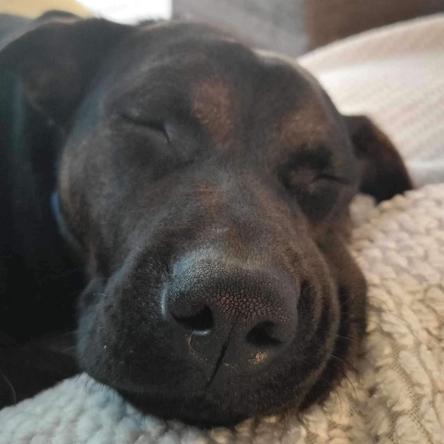 Dog for adoption Peach Cobbler in foster home, a Mixed Breed in