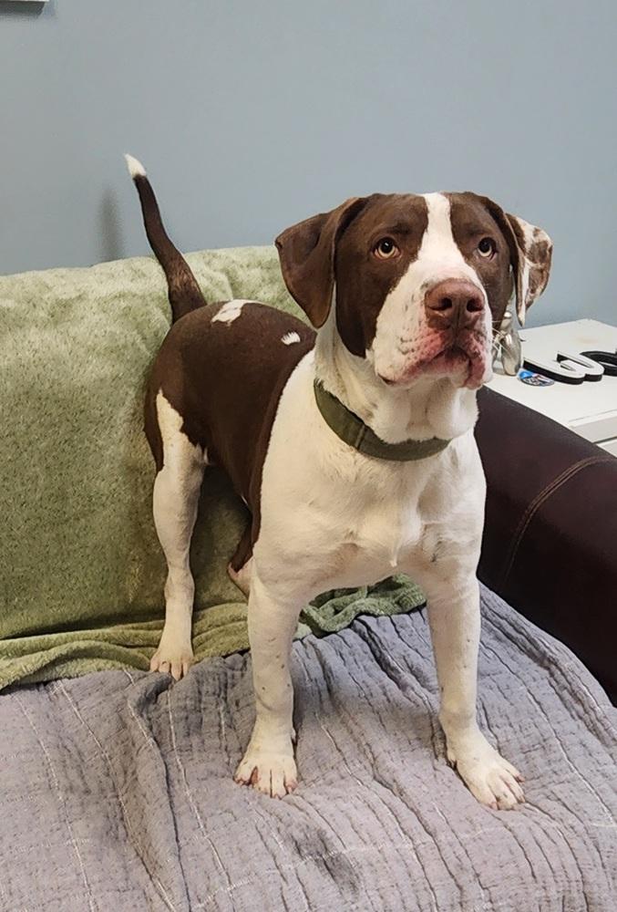 Enlarge PARKER, a Adoptable mixed breed in Lexington, TN image 1/1