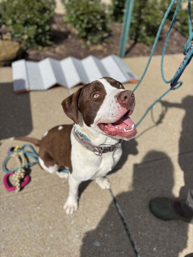 PARKER, Adoptable, Adult Male Pit Bull Terrier.