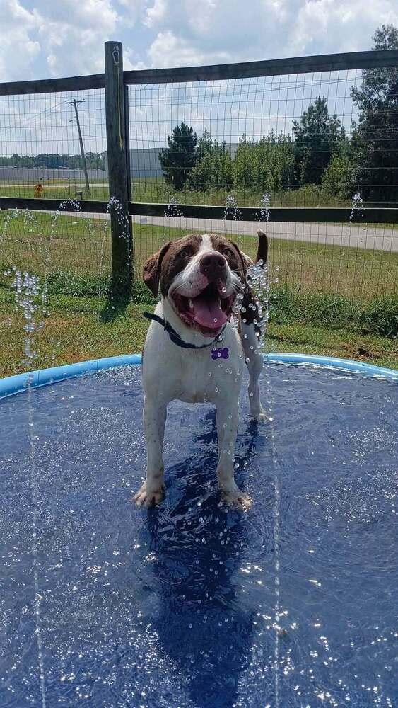 Enlarge PARKER, a Adoptable mixed breed in Lexington, TN image 2/6