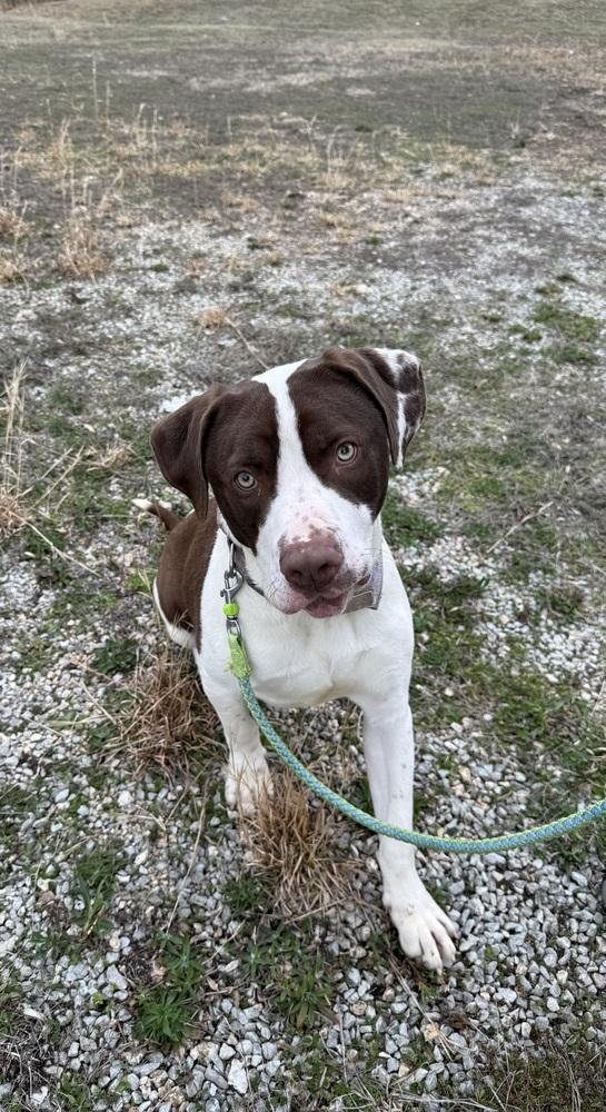 Enlarge PARKER, a Adoptable mixed breed in Lexington, TN image 2/6