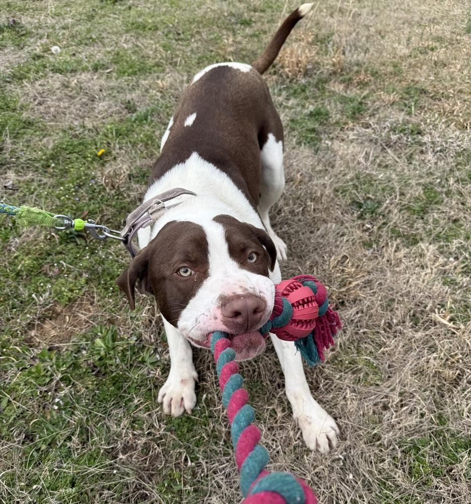 PARKER, Adoptable, Adult Male Pit Bull Terrier.