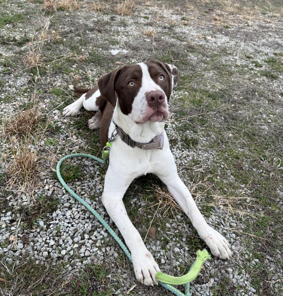 Enlarge PARKER, a Adoptable mixed breed in Lexington, TN image 4/6