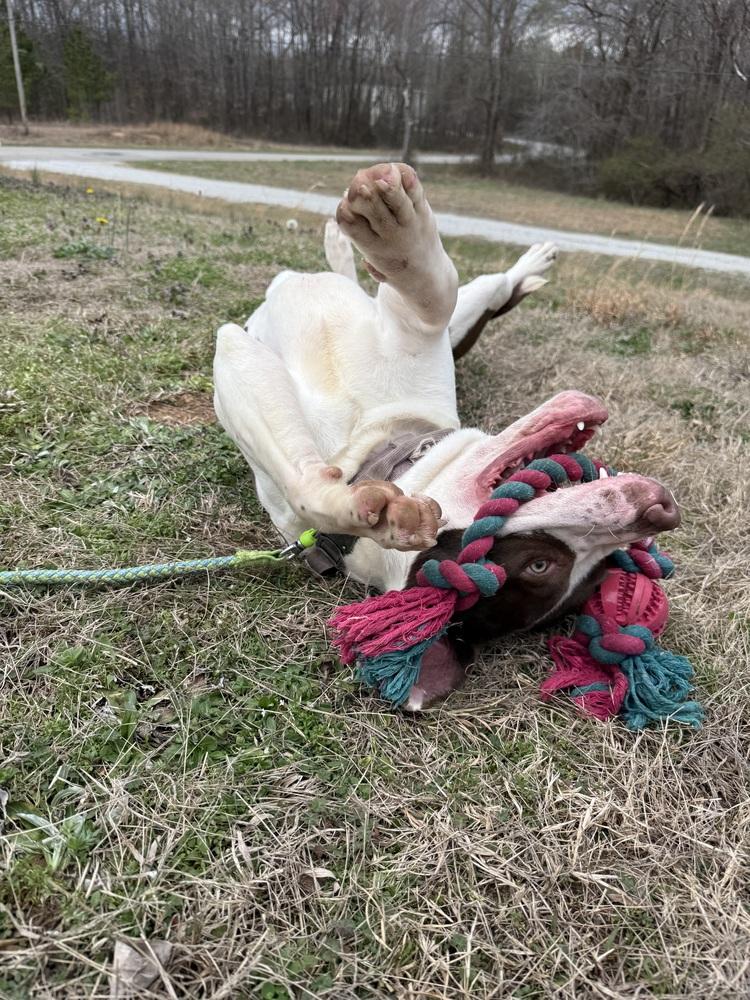 Enlarge PARKER, a Adoptable mixed breed in Lexington, TN image 5/6