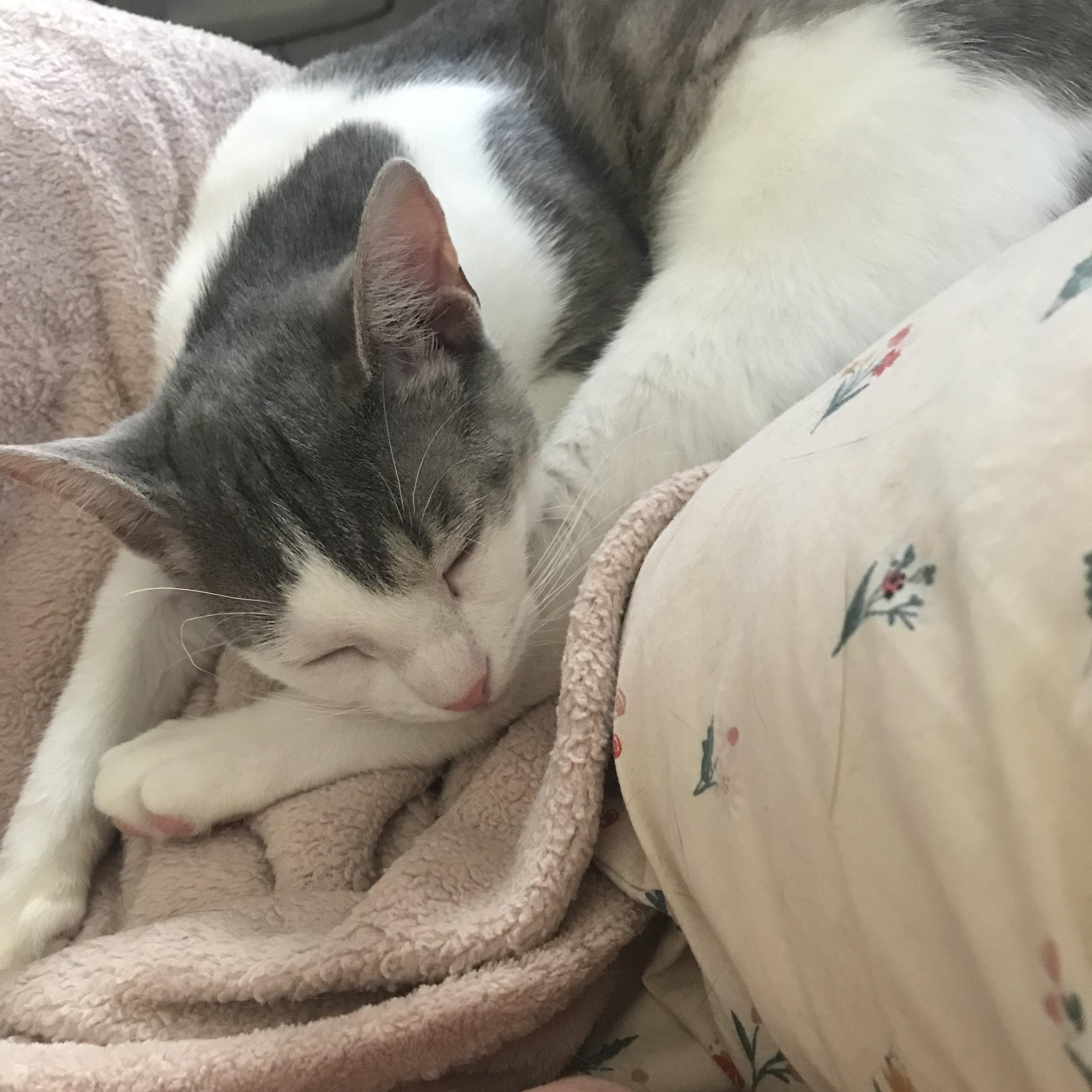 Syd, a Adoptable Domestic Short Hair in Brooklyn, NY image 1/6