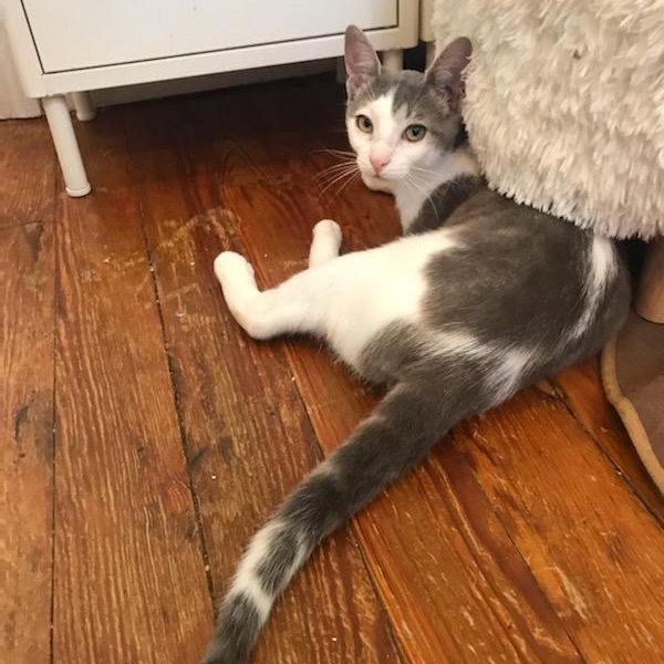 Syd, a Adoptable Domestic Short Hair in Brooklyn, NY image 2/6