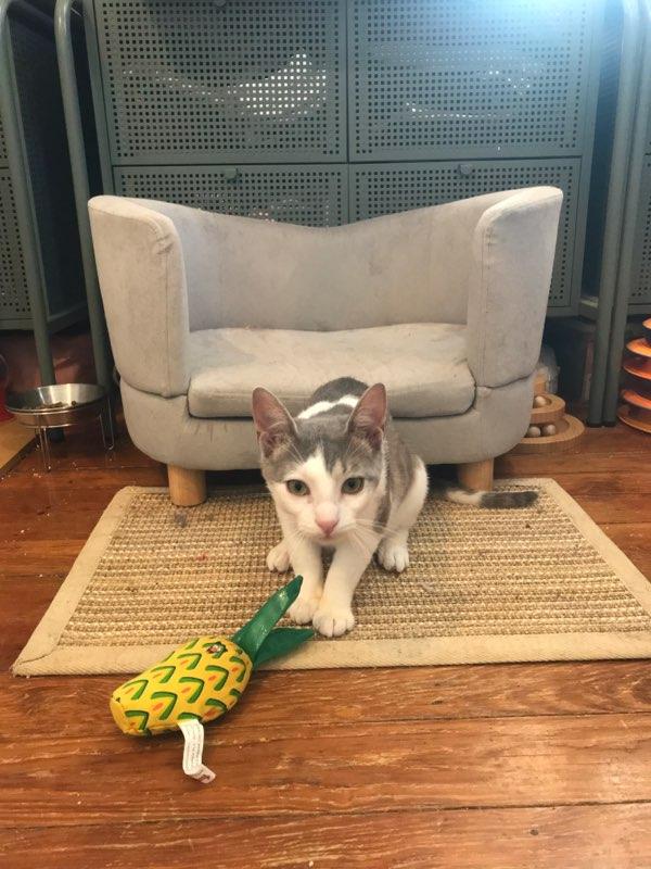 Syd, a Adoptable Domestic Short Hair in Brooklyn, NY image 6/6