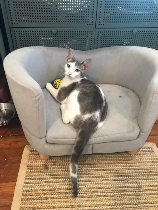Syd, a Adoptable Domestic Short Hair in Brooklyn, NY image 4/6
