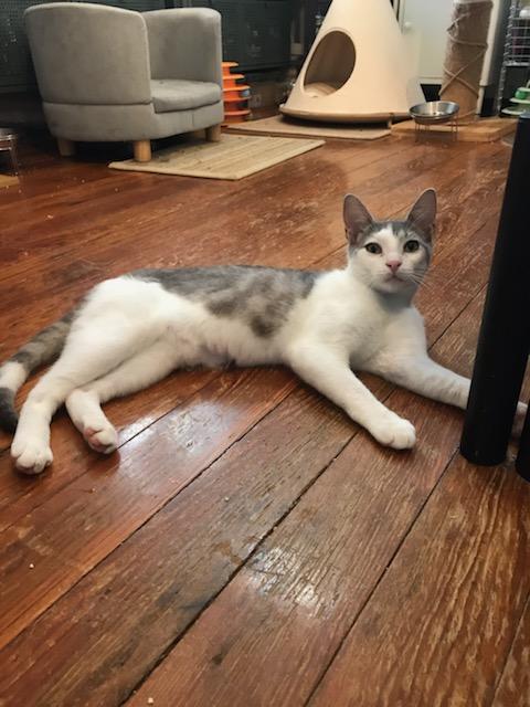 Syd, a Adoptable Domestic Short Hair in Brooklyn, NY image 5/6